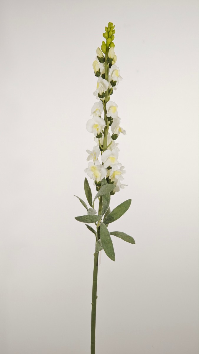 Львинный зев REN-237 белый   Интернет-магазин Feron Flower 