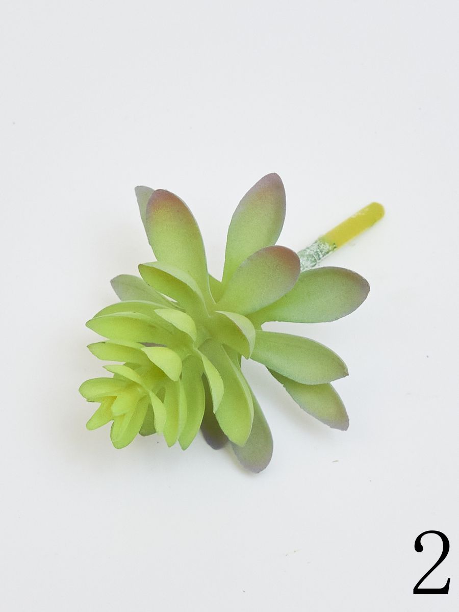 Суккулент 22KW730  Интернет-магазин Feron Flower 