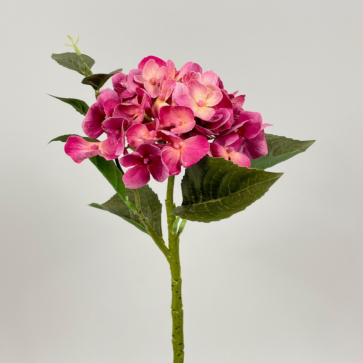 Гортензия MST015  Интернет-магазин Feron Flower 