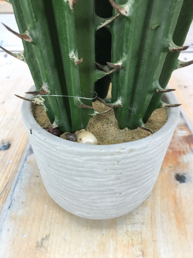 Кактус DON03353  Интернет-магазин Feron Flower 