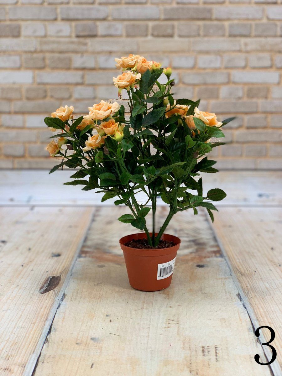 Роза в горшке 18-01-15  Интернет-магазин Feron Flower 