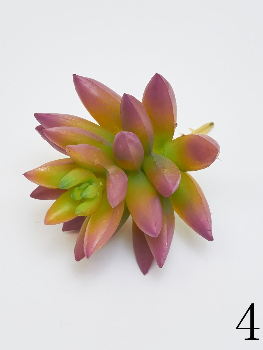 Суккулент YD237  Интернет-магазин Feron Flower 