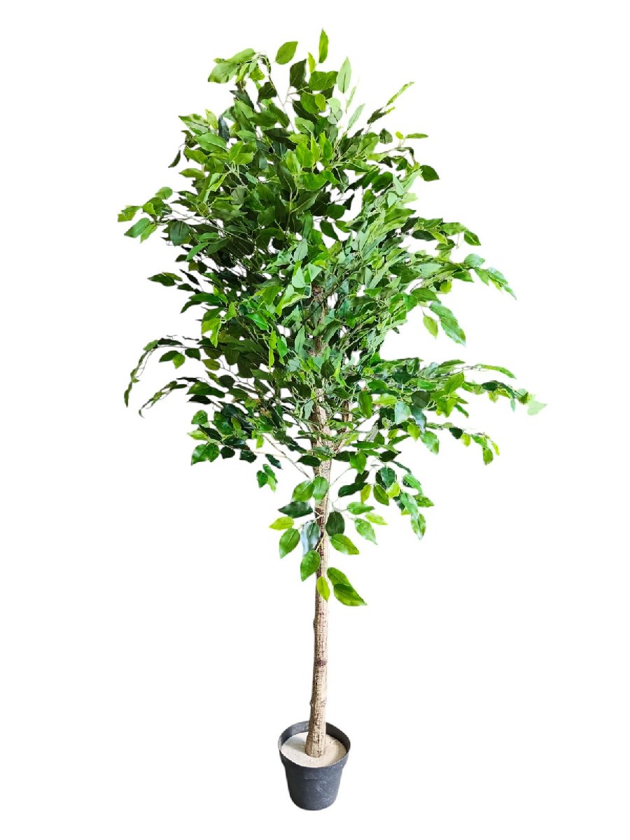 Фикус 9259-1331  Интернет-магазин Feron Flower 