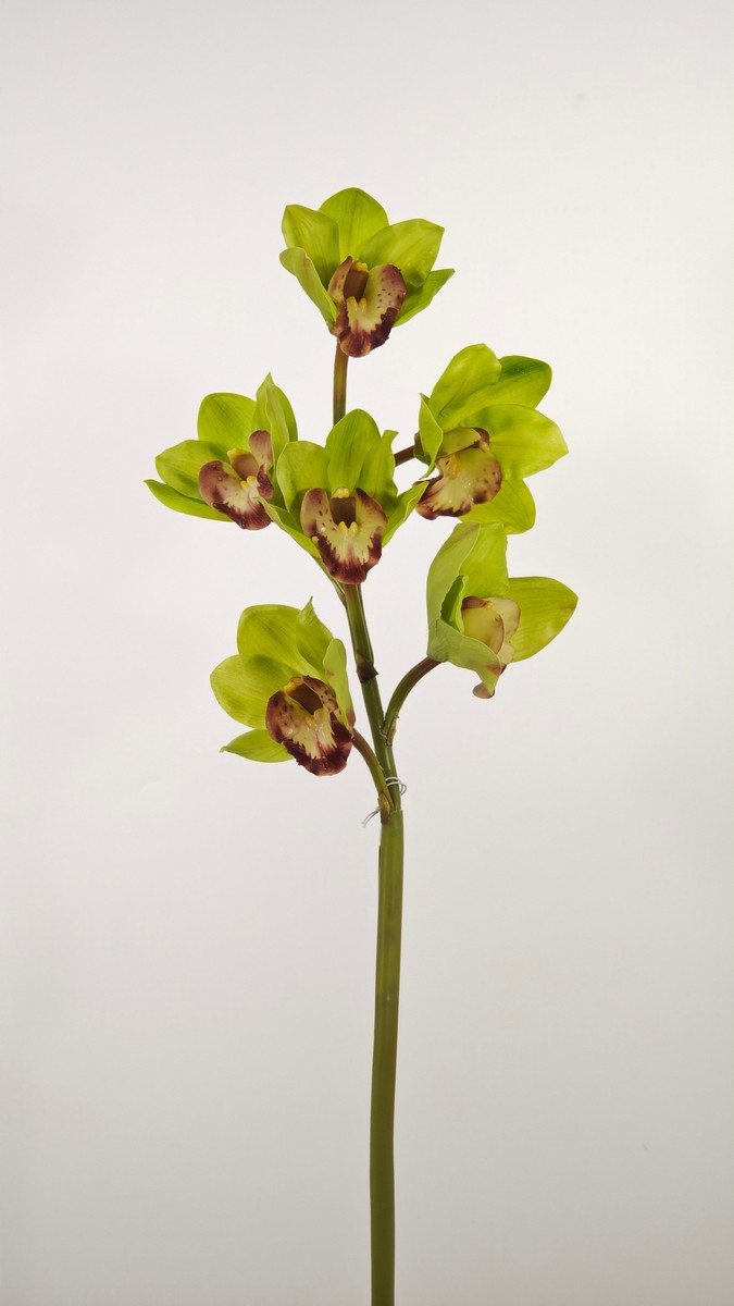 Орхидея REN-230 зеленый   Интернет-магазин Feron Flower 