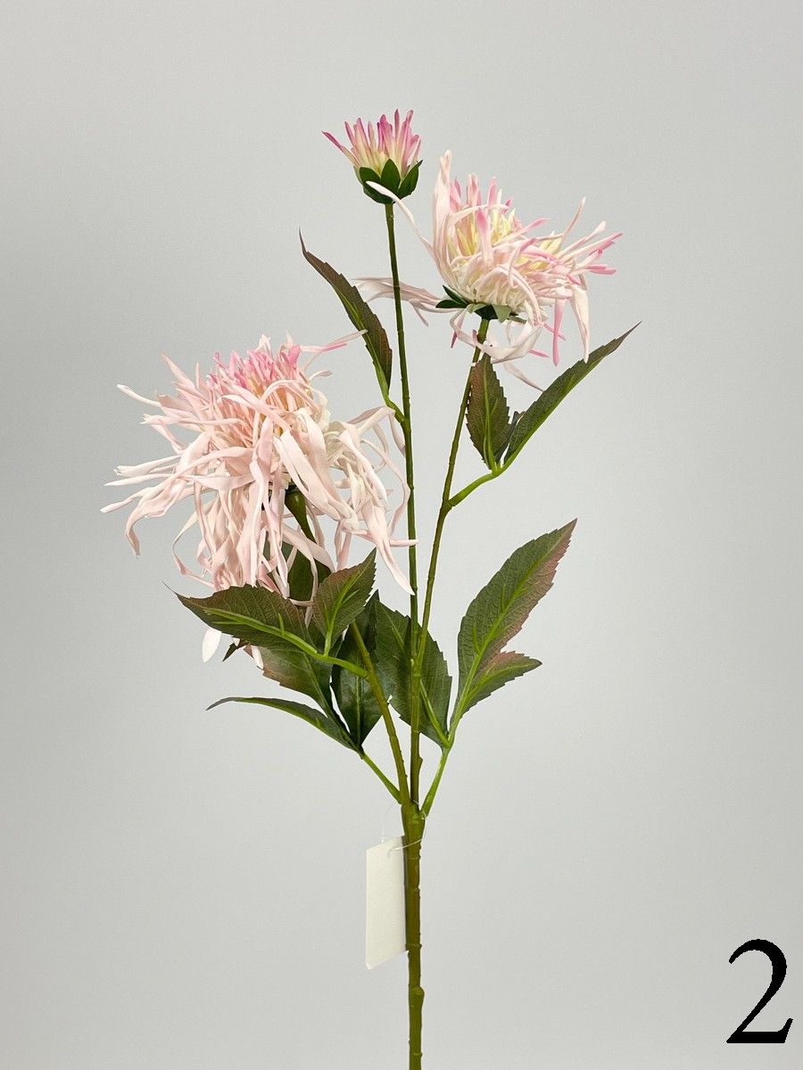 Хризантема PIO-108  Интернет-магазин Feron Flower 