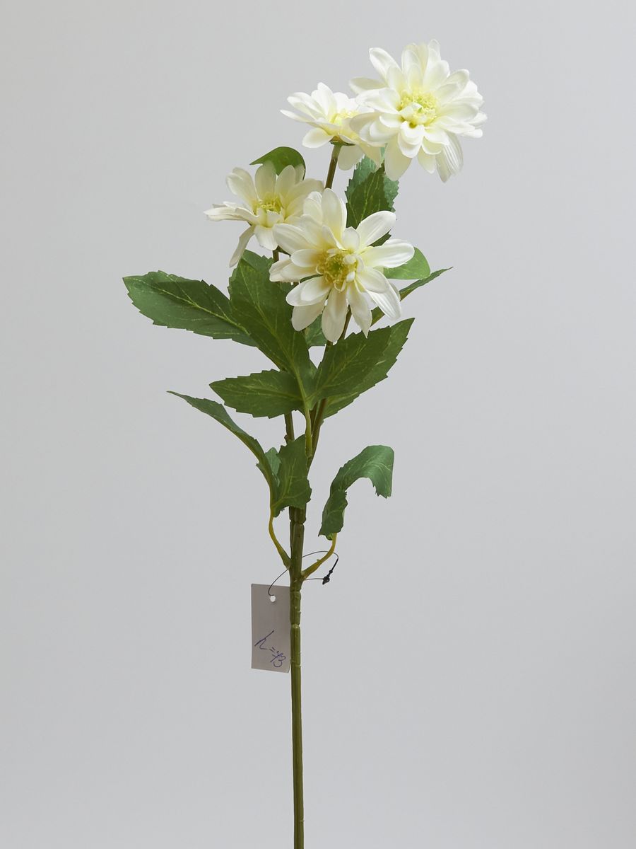 Хризантема SUN669  Интернет-магазин Feron Flower 