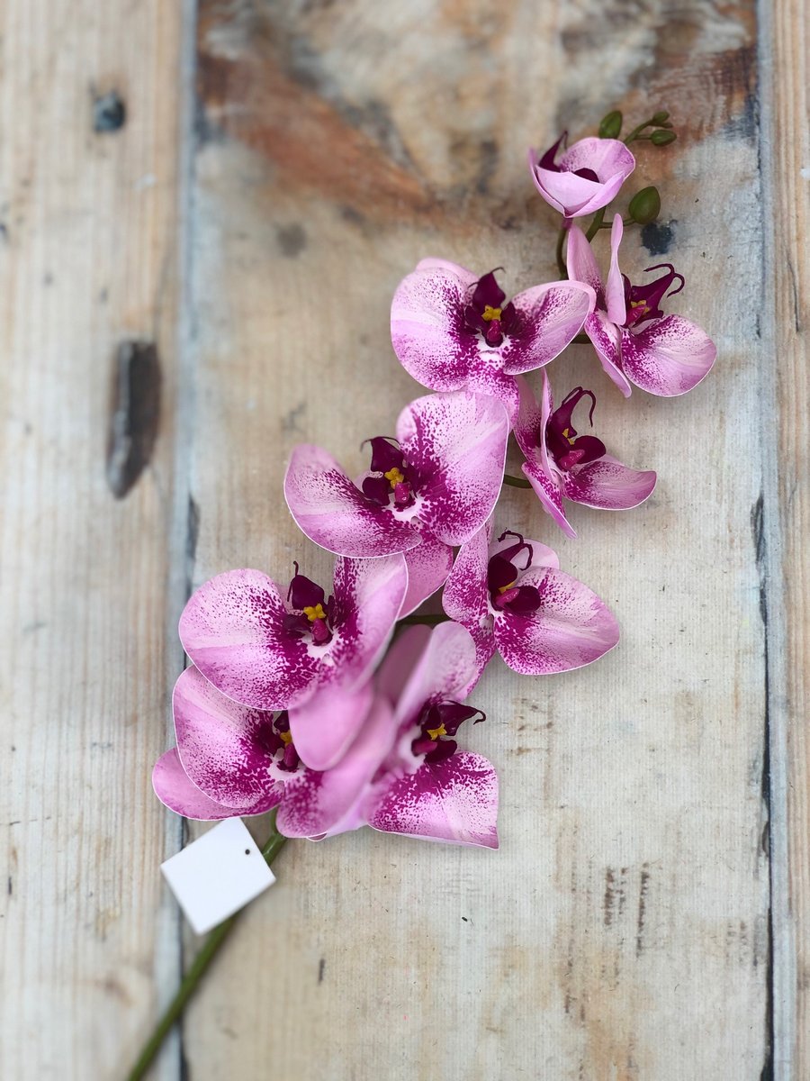 Орхидея K03971  Интернет-магазин Feron Flower 