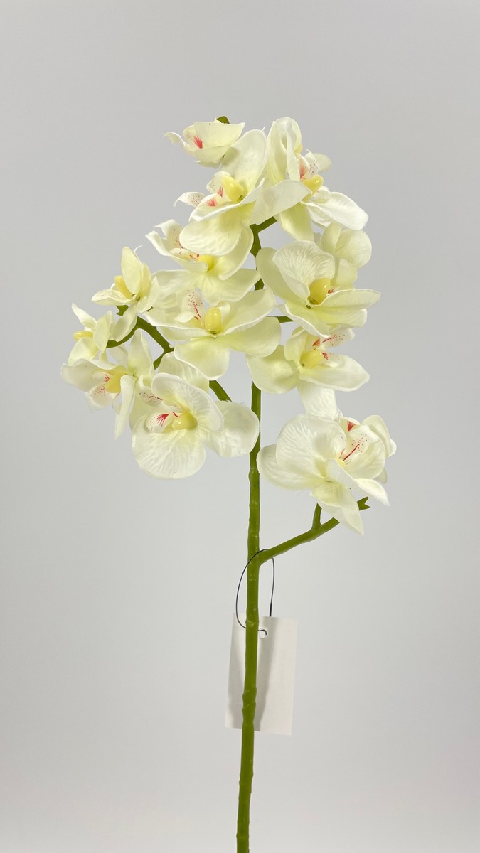 Орхидея SUN396  Интернет-магазин Feron Flower 