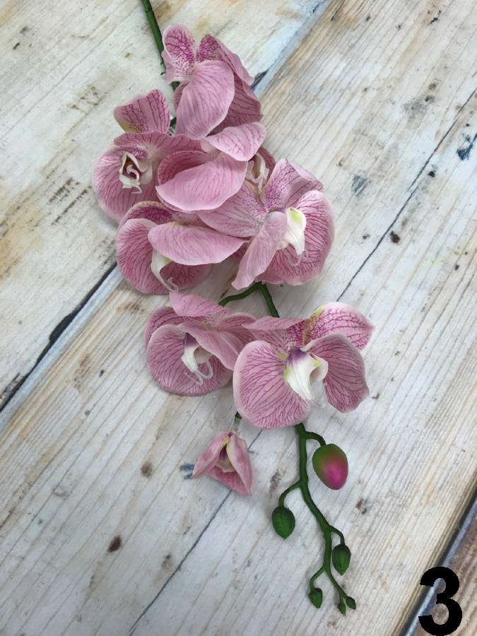 Орхидея 149CANSK63742  Интернет-магазин Feron Flower 