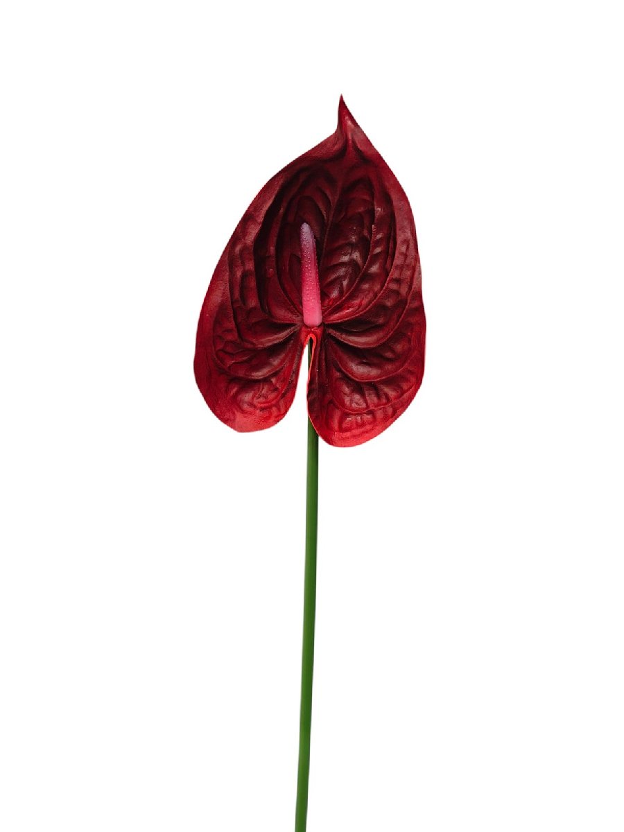 Антуриум REN-208 красный   Интернет-магазин Feron Flower 