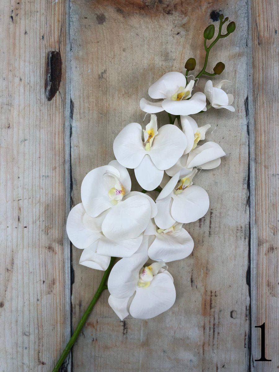 Орхидея 3GL-213  Интернет-магазин Feron Flower 