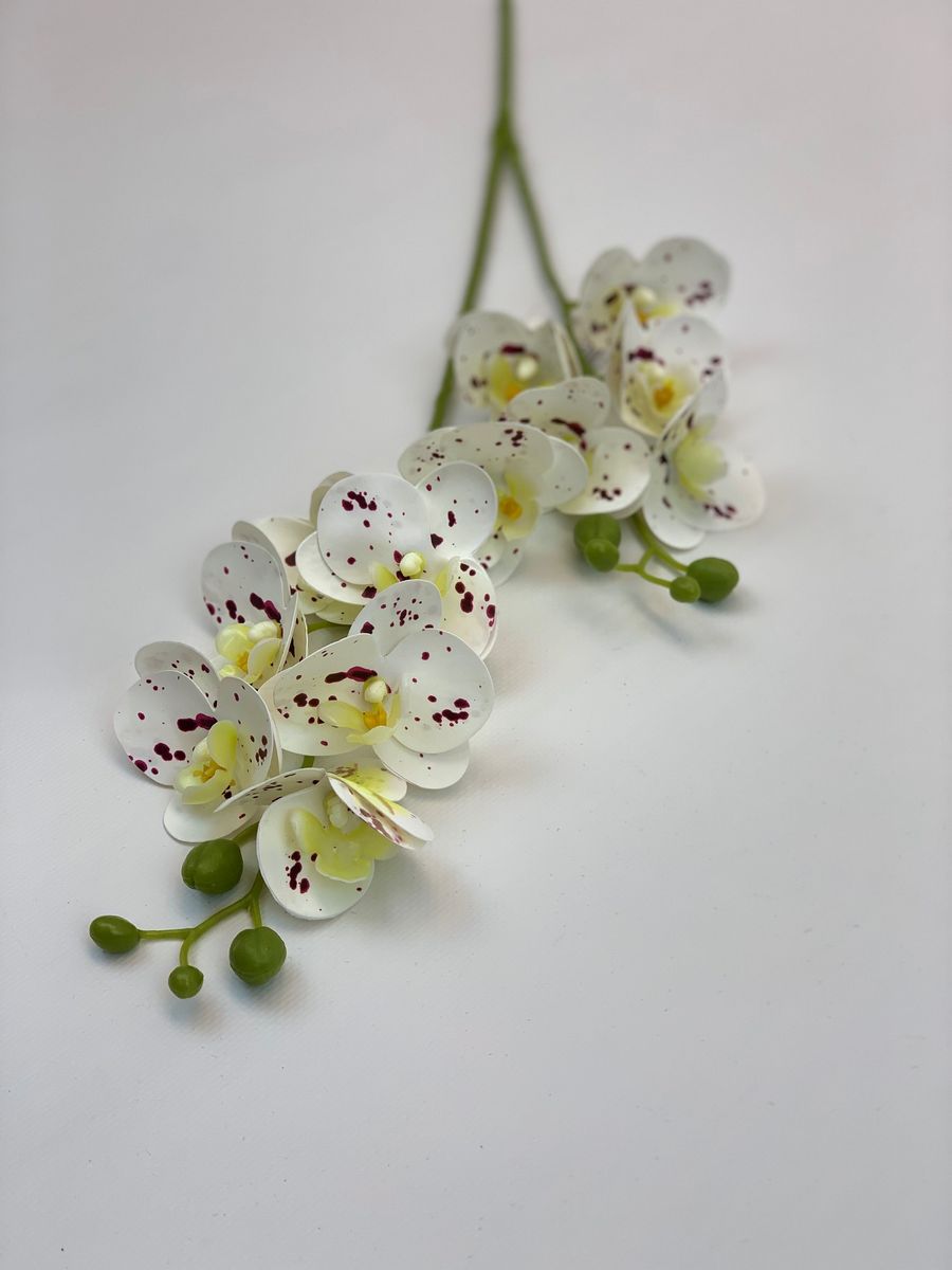 Орхидея VIP1898  Интернет-магазин Feron Flower 