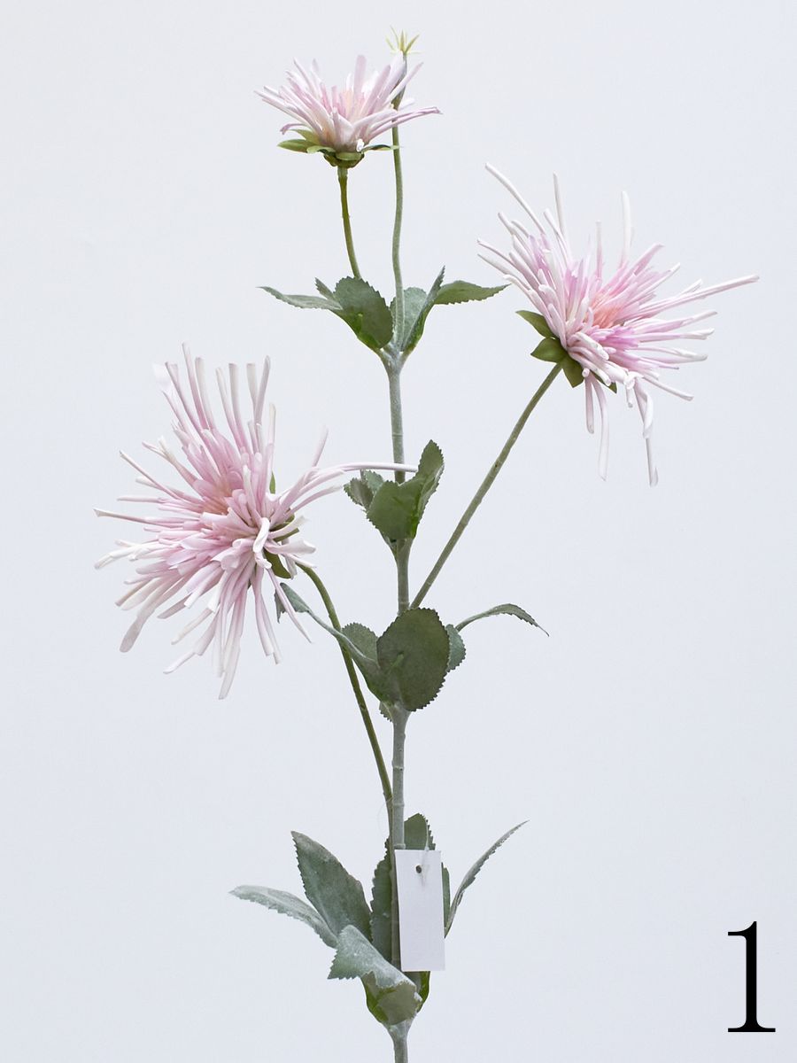 Хризантема KLM1058  Интернет-магазин Feron Flower 