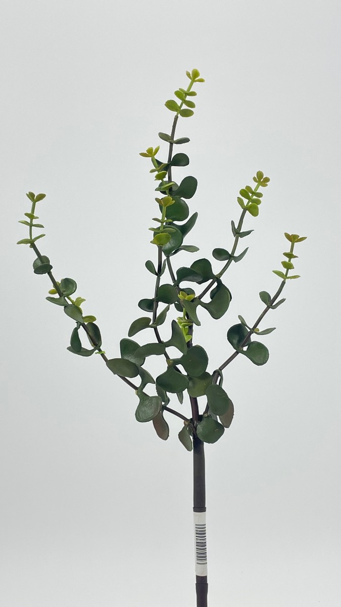 Эвкалипт XA745  Интернет-магазин Feron Flower 