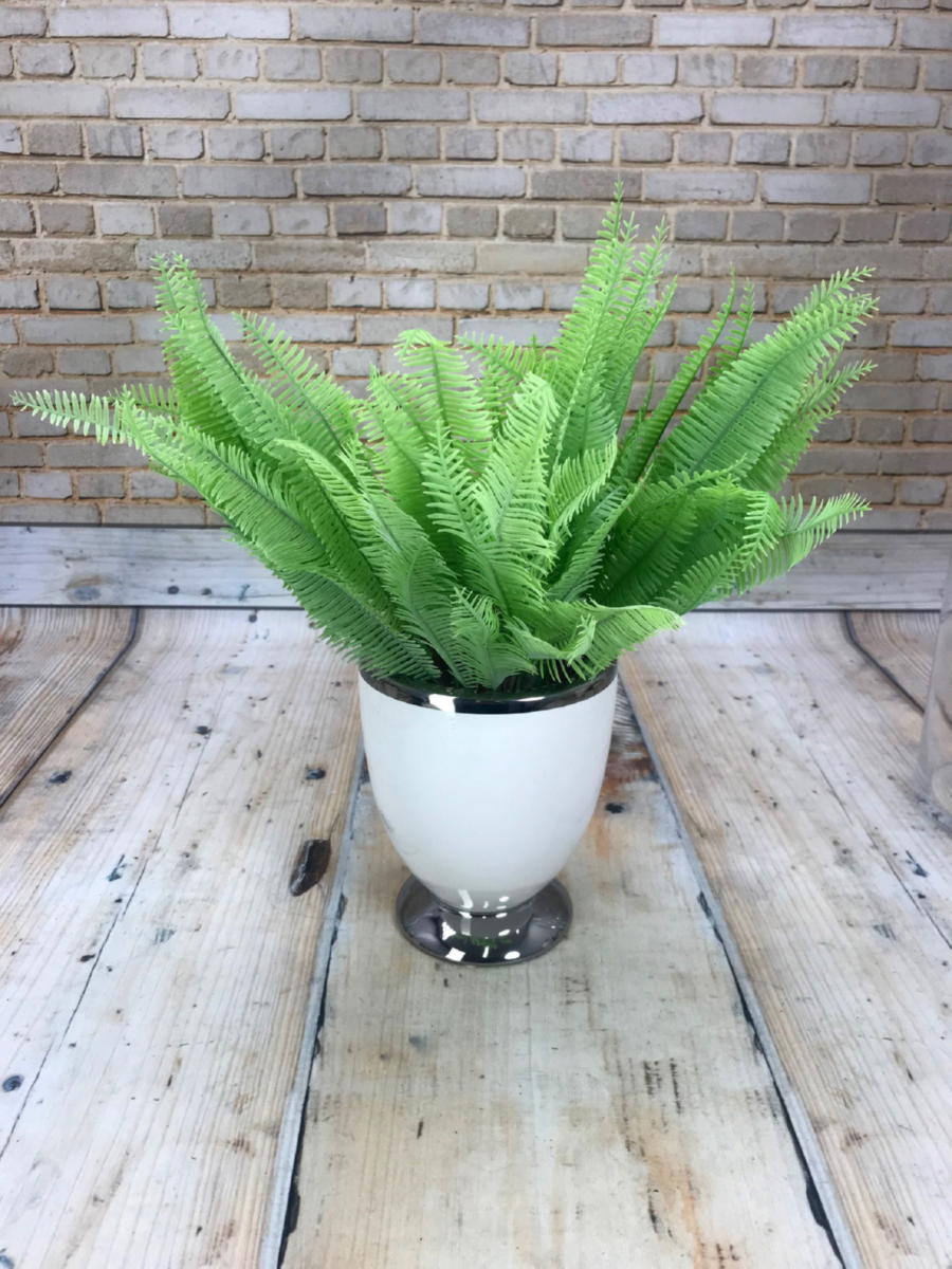 Папоротник K7L0267  Интернет-магазин Feron Flower 