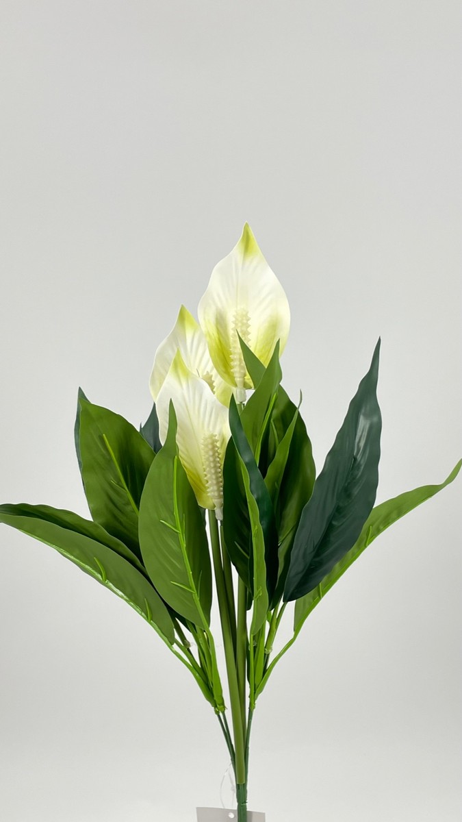 Специфилум MRSK-23742  Интернет-магазин Feron Flower 