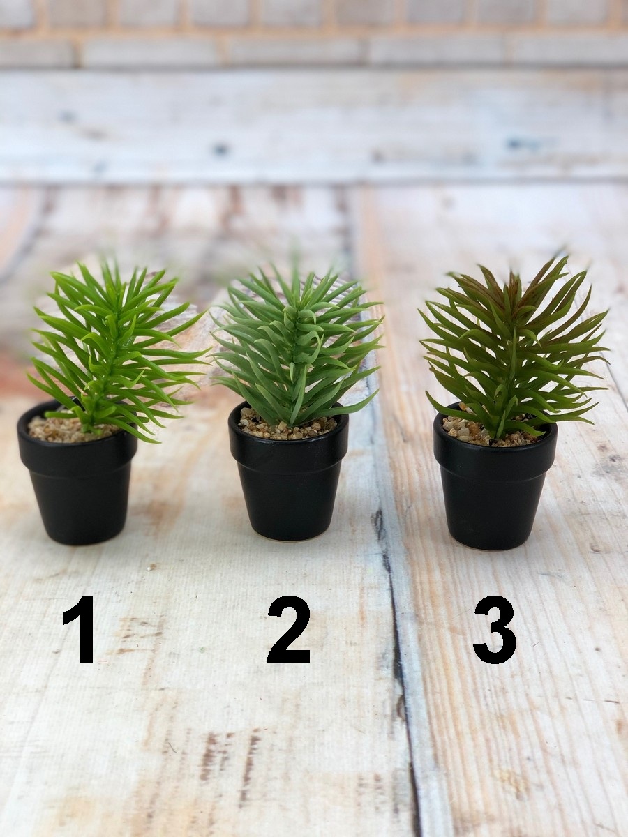 Суккулент в горш. ART16984  Интернет-магазин Feron Flower 