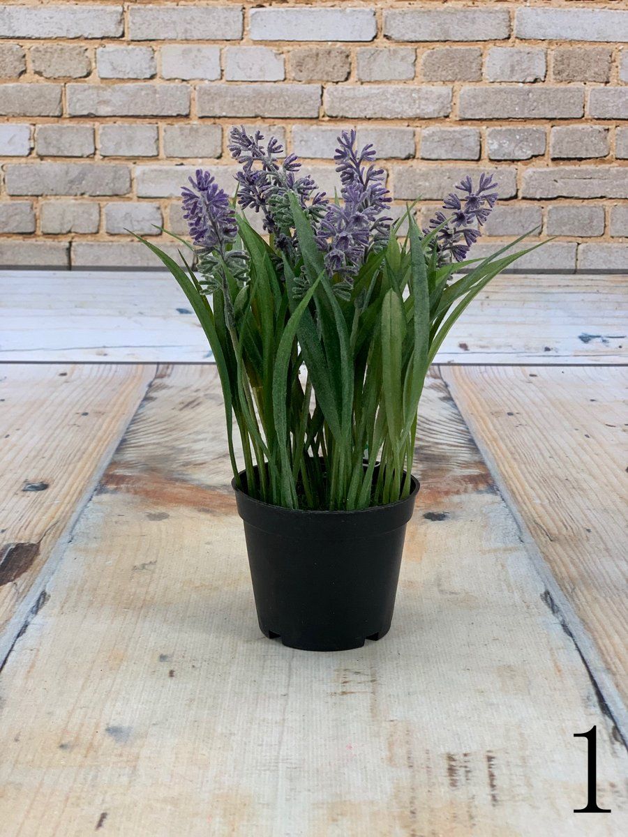 Лаванда в горшке 102257  Интернет-магазин Feron Flower 