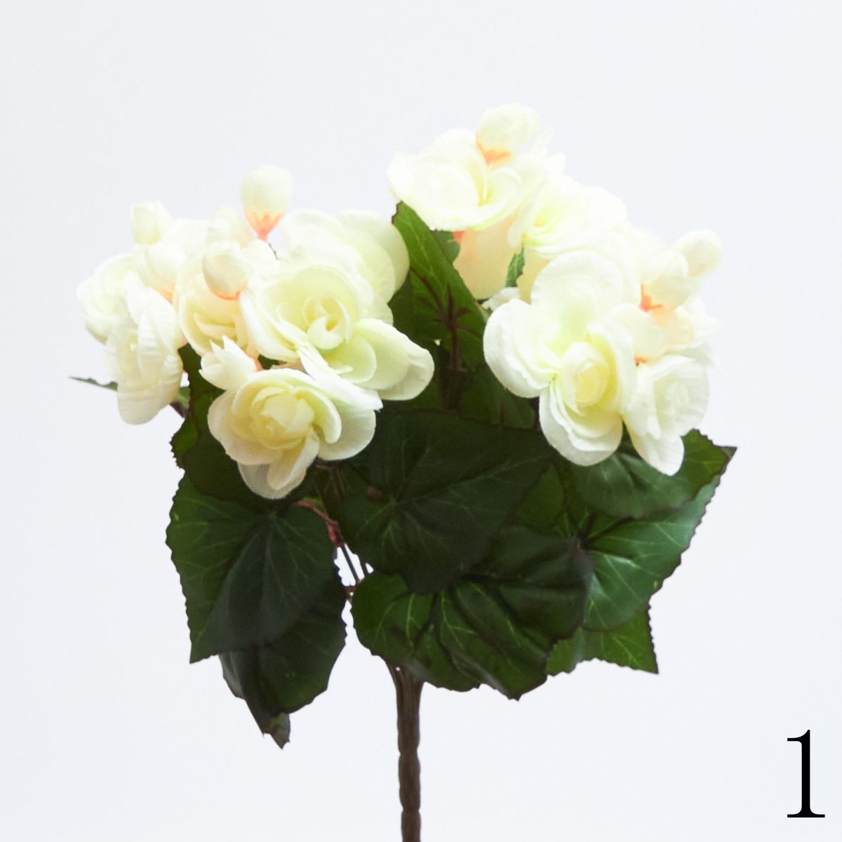 Бегония бук 69411  Интернет-магазин Feron Flower 
