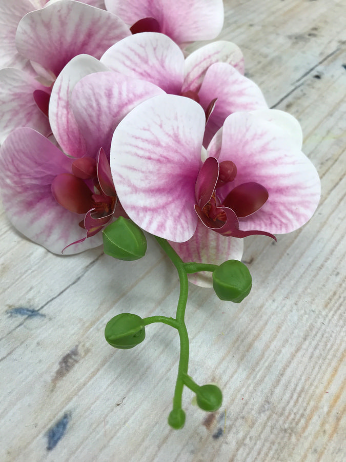 Орхидея GK186  Интернет-магазин Feron Flower 