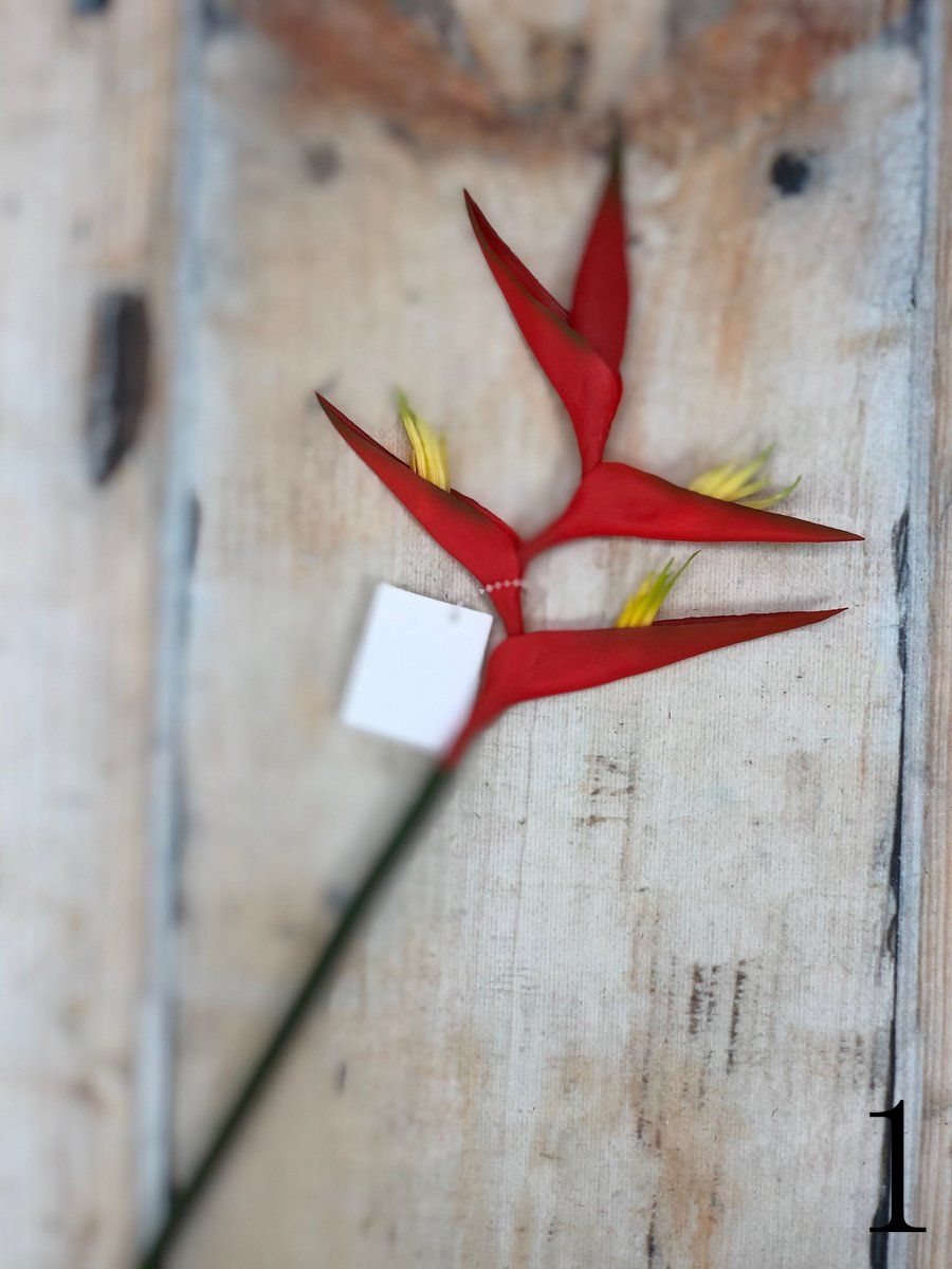 Геликония K03959  Интернет-магазин Feron Flower 