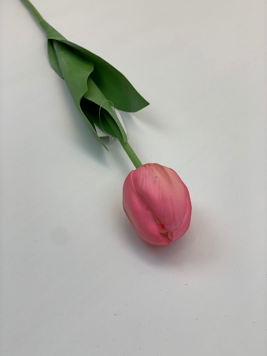 Тюльпан CG0054  Интернет-магазин Feron Flower 