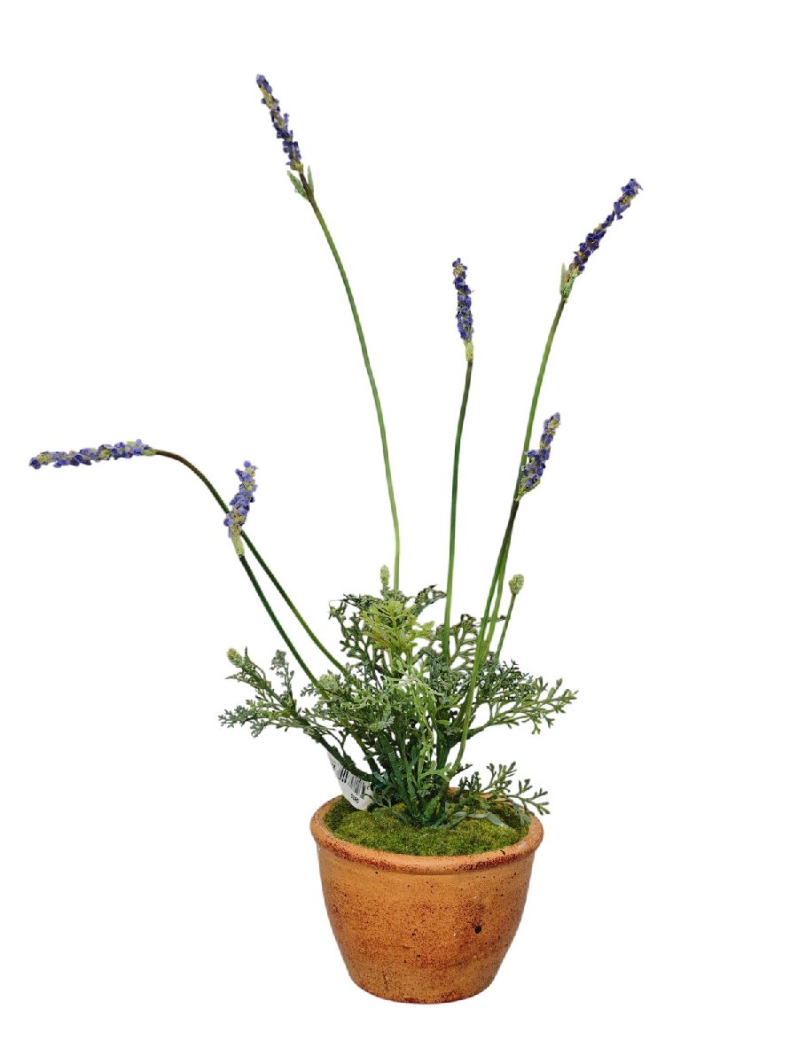 Лаванда в горшке 9839  Интернет-магазин Feron Flower 