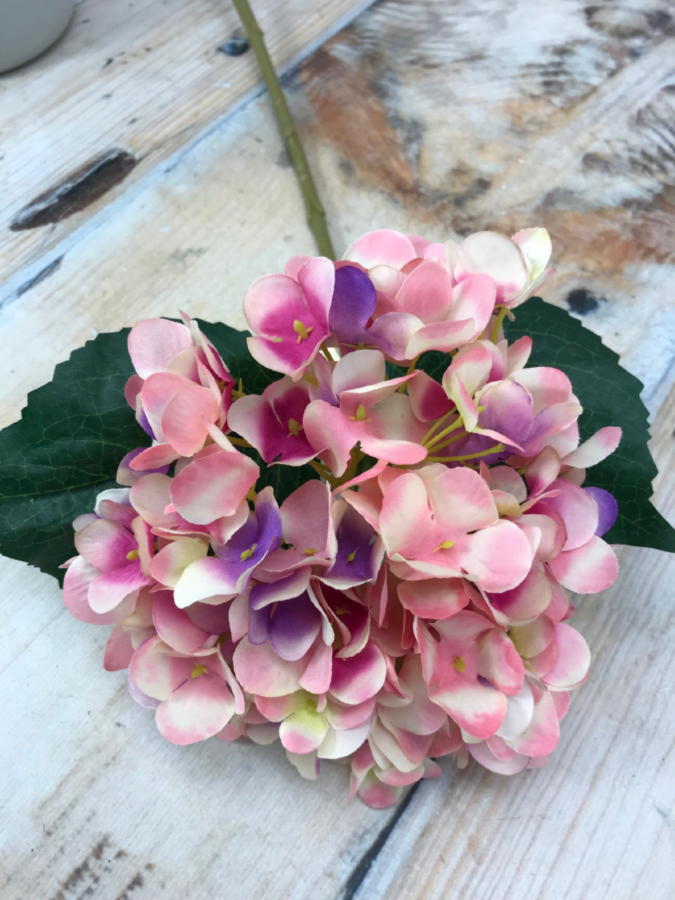 Гортензия 9KL6176  Интернет-магазин Feron Flower 