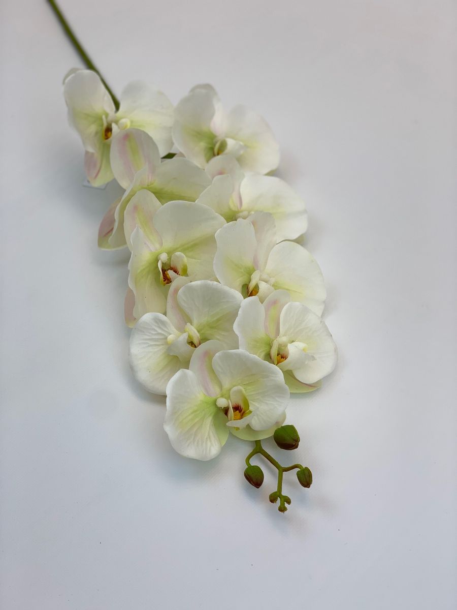 Орхидея CG0242  Интернет-магазин Feron Flower 