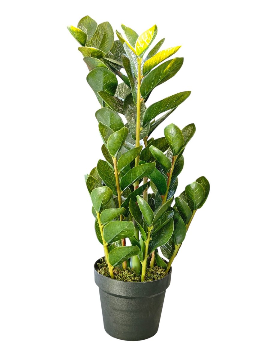 Замиокулькас 9259-1342  Интернет-магазин Feron Flower 