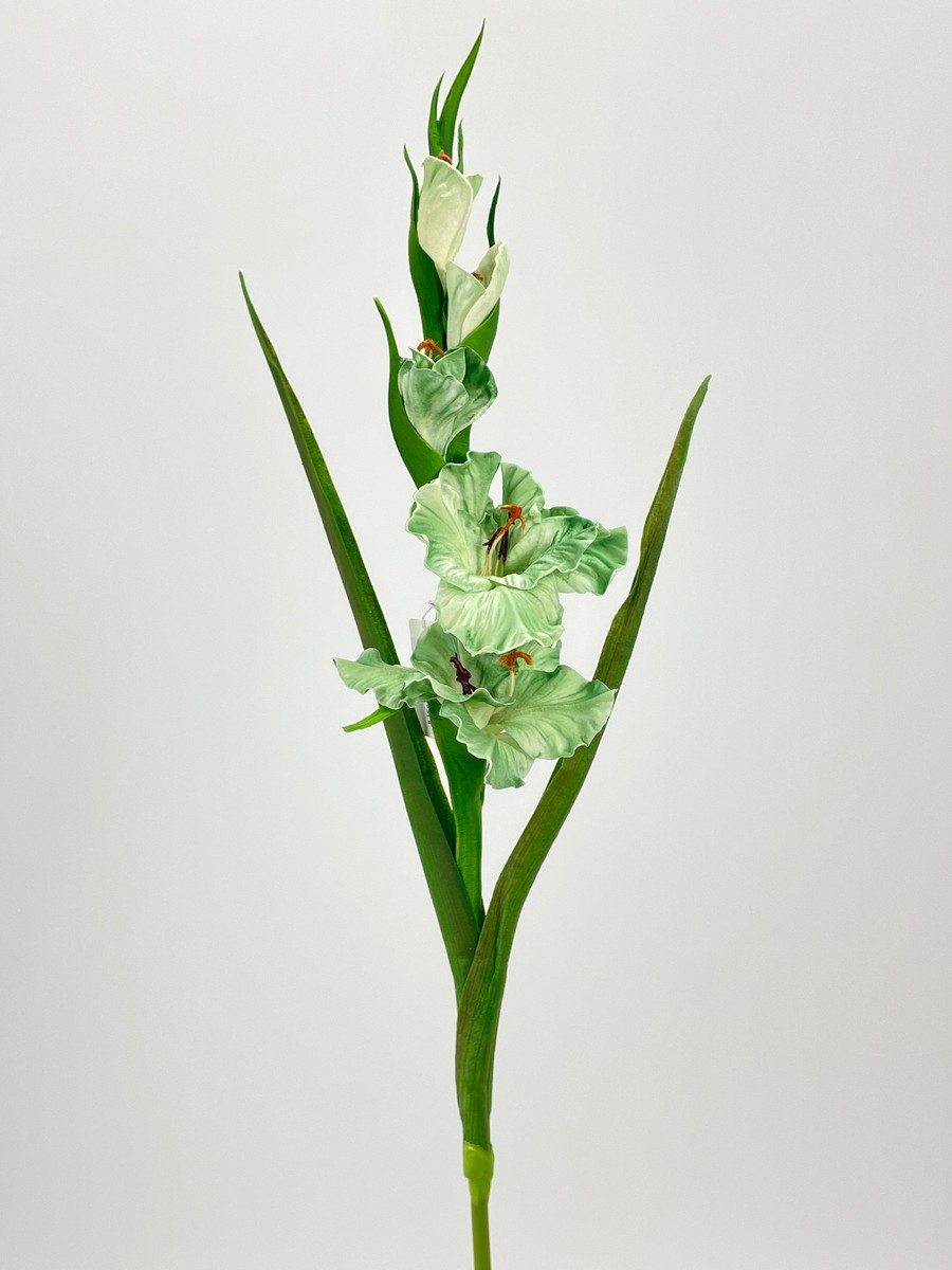 Гладиолус REN-207 зеленый   Интернет-магазин Feron Flower 