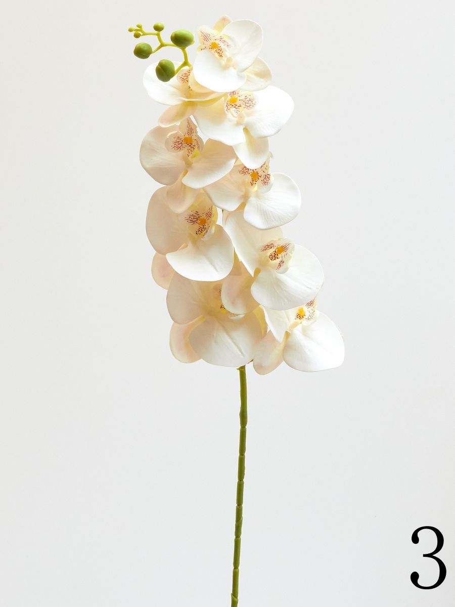 Орхидея ERA1012  Интернет-магазин Feron Flower 