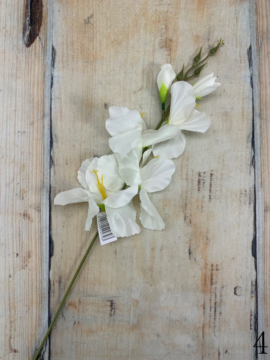 Гладиолус 2630  Интернет-магазин Feron Flower 