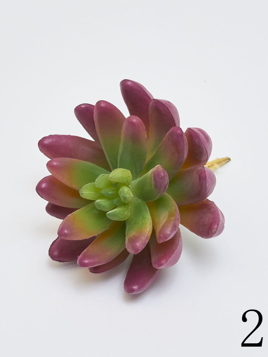 Суккулент YD236  Интернет-магазин Feron Flower 