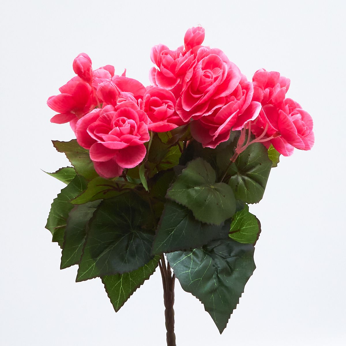 Бегония бук 69411  Интернет-магазин Feron Flower 