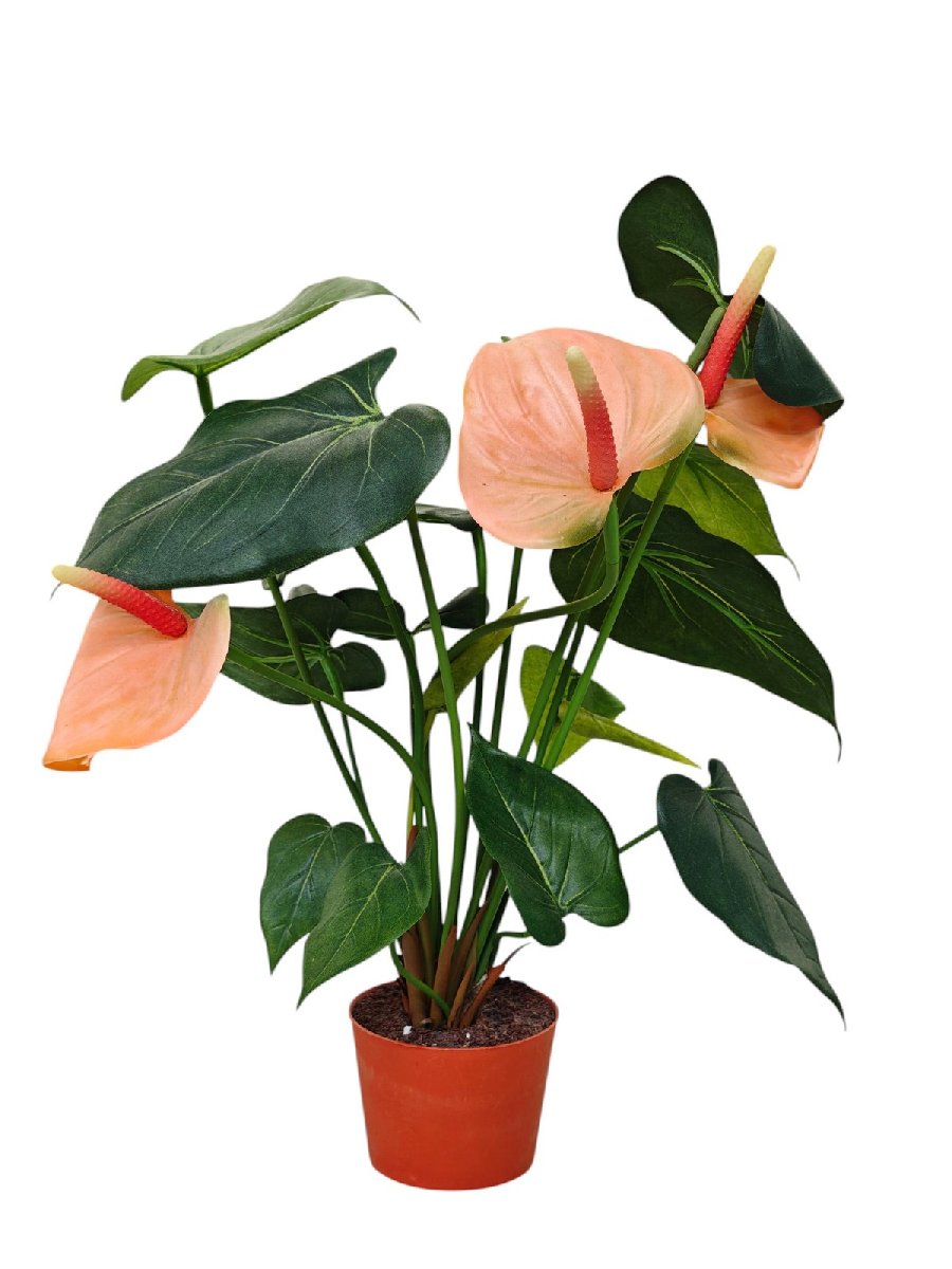 Антуриум в горш. 834-1-5  Интернет-магазин Feron Flower 