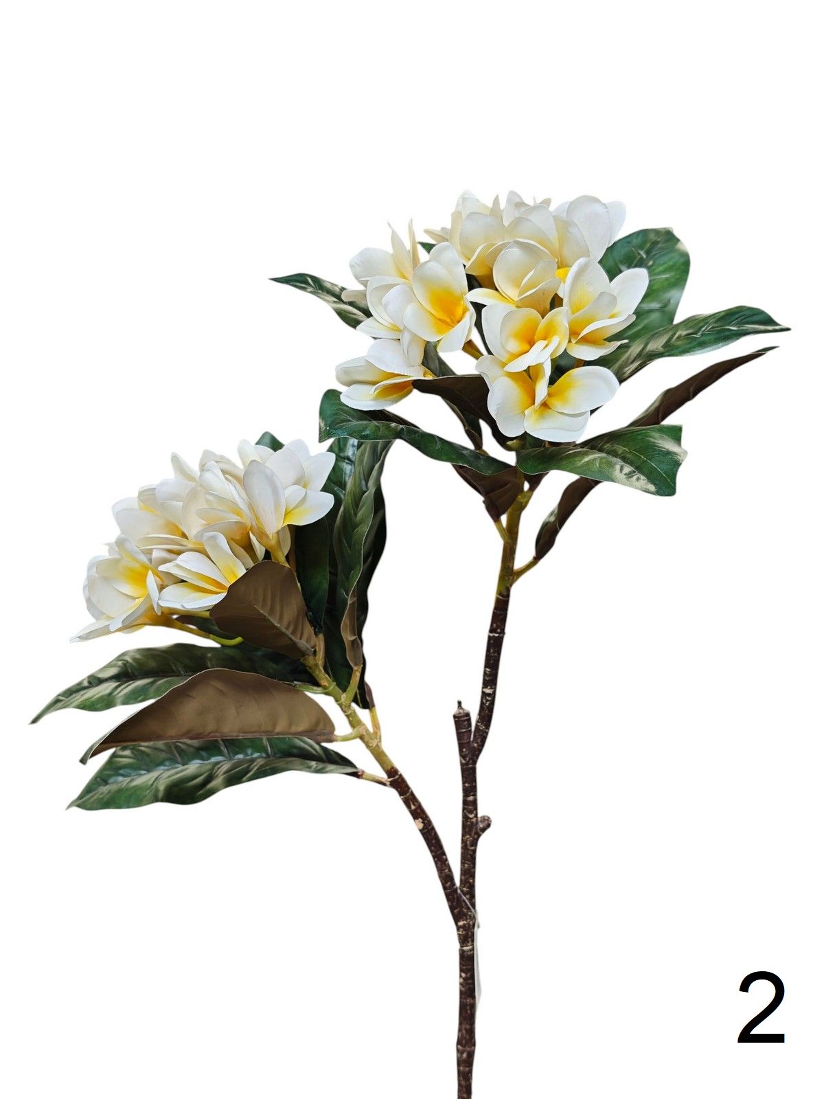 Плумерия MST19152  Интернет-магазин Feron Flower 
