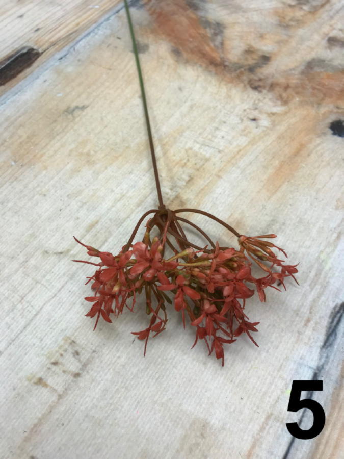 Ветка 35CAN13119641 *6  Интернет-магазин Feron Flower 