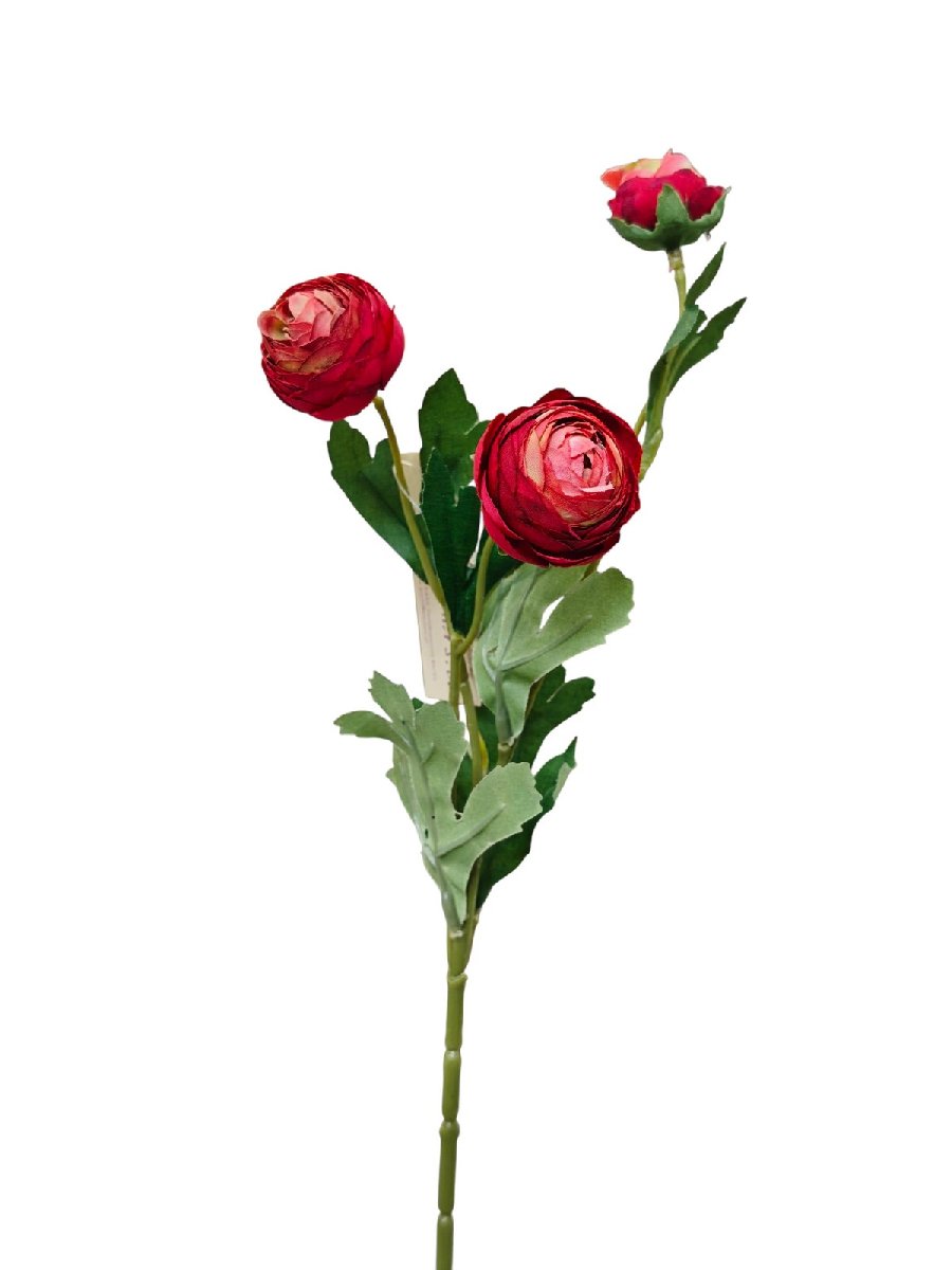 Ранункул 9KL8820  Интернет-магазин Feron Flower 