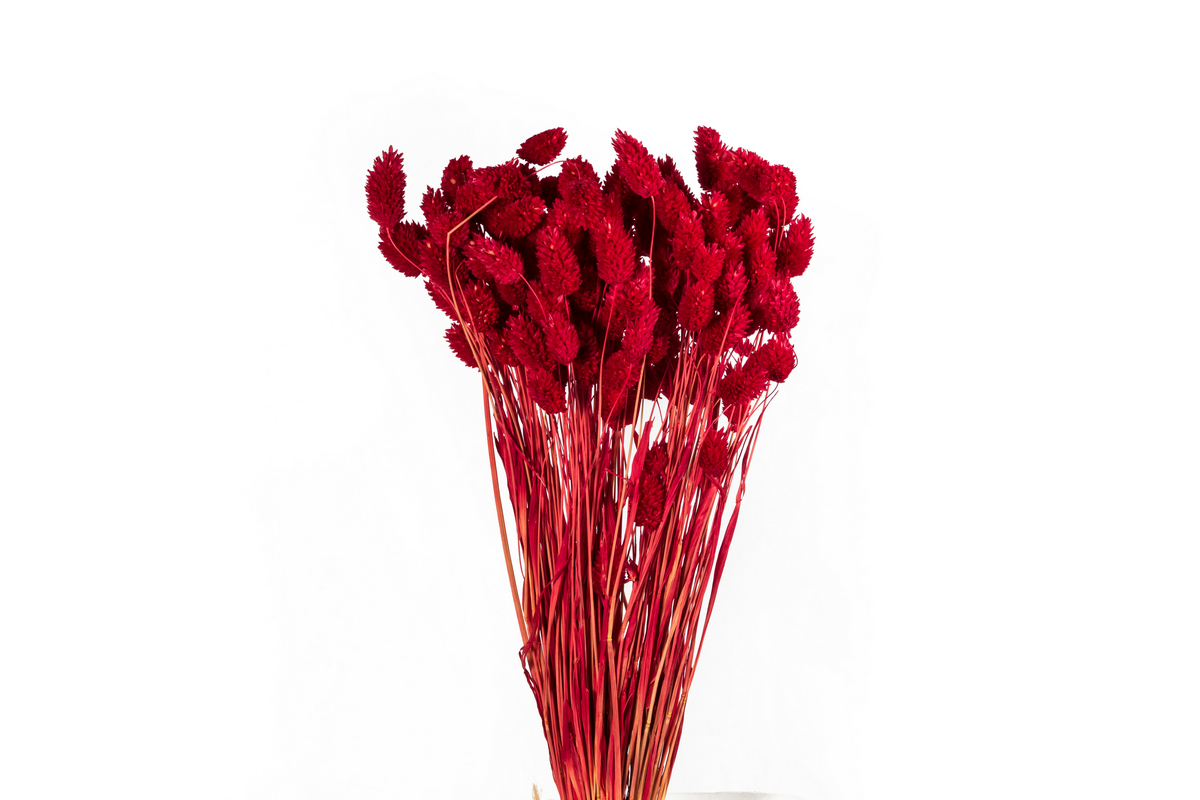 Фаларис Elite 100GR Красный  Интернет-магазин Feron Flower 