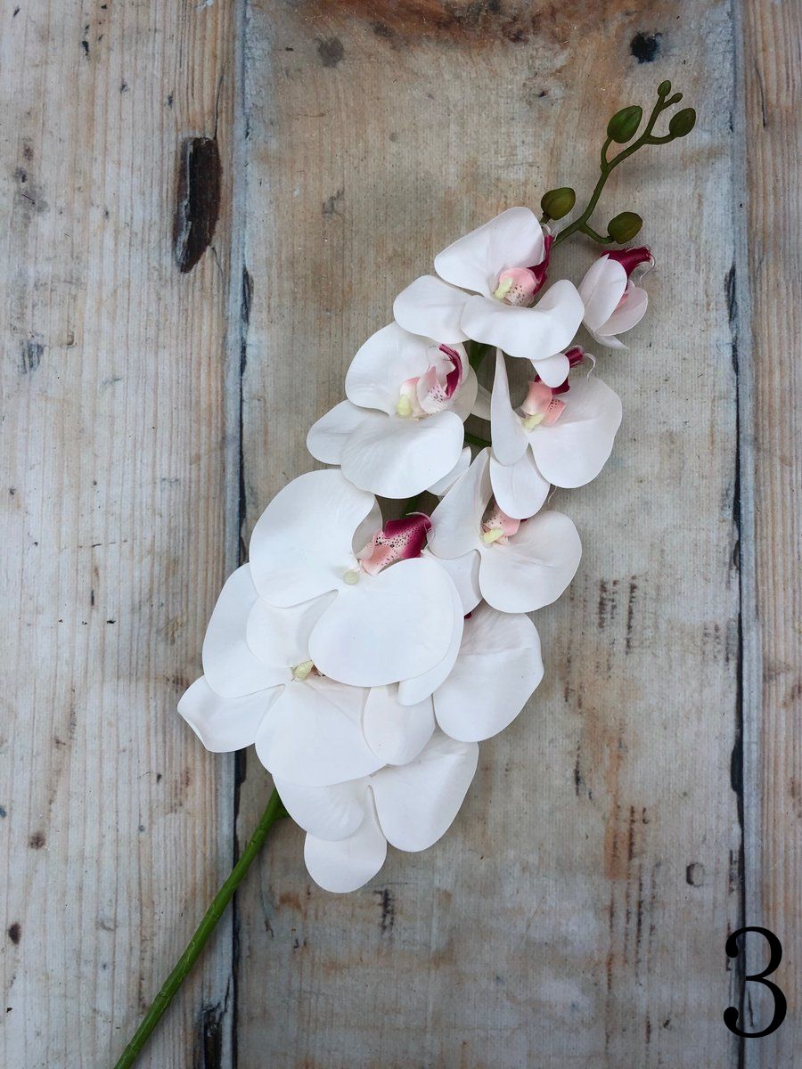 Орхидея 3GL-213  Интернет-магазин Feron Flower 