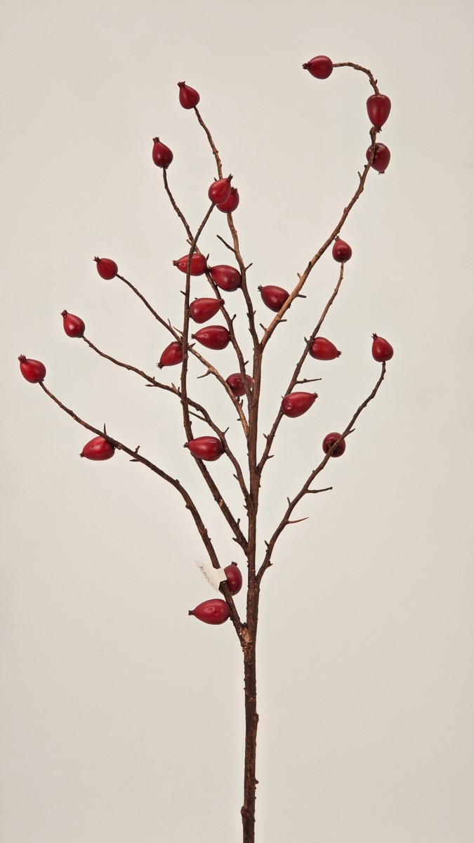 Шиповник REN-248 красный   Интернет-магазин Feron Flower 