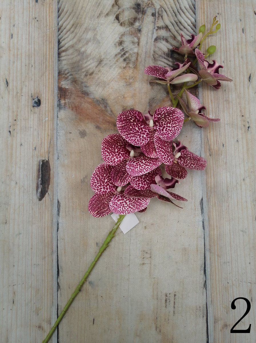 Орхидея K04018  Интернет-магазин Feron Flower 