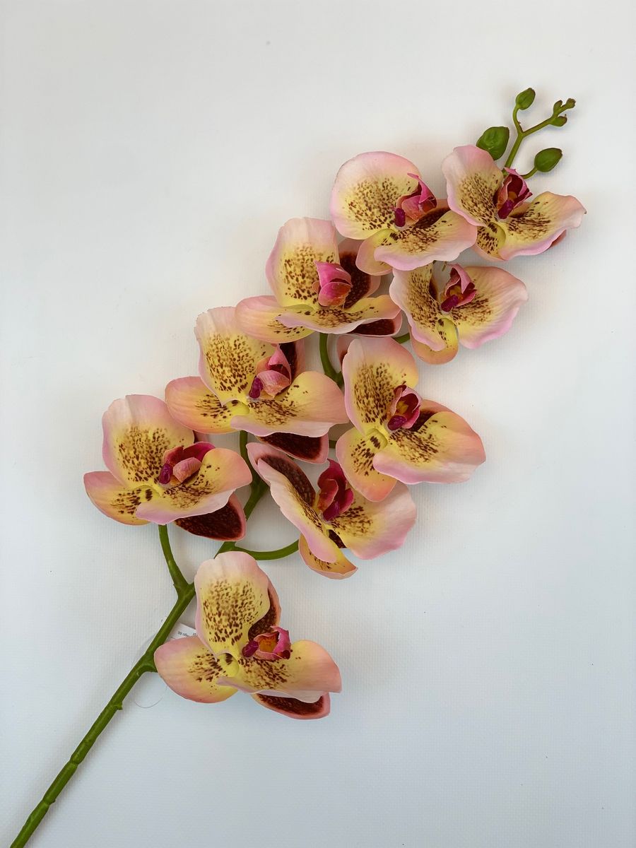 Орхидея CG0240  Интернет-магазин Feron Flower 