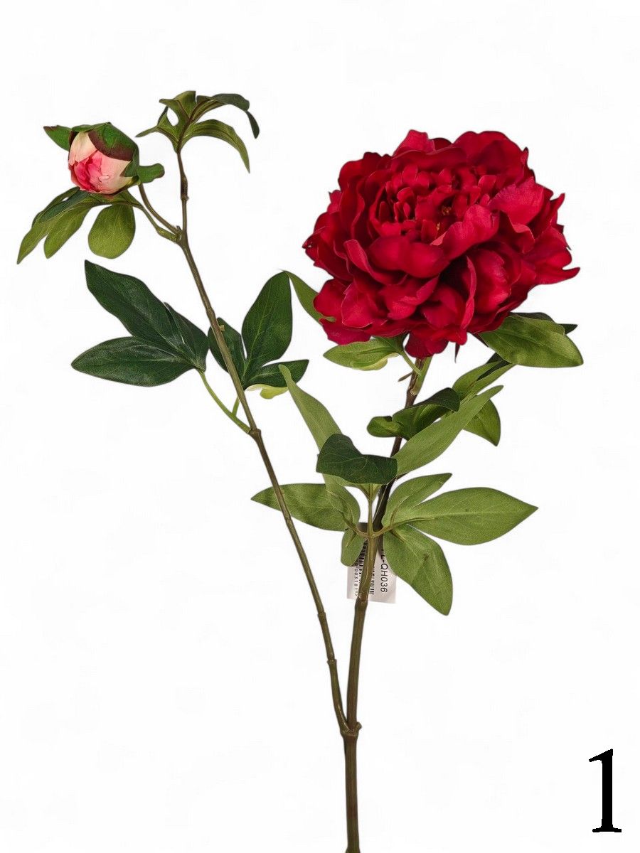 Пион FL-QH036  Интернет-магазин Feron Flower 