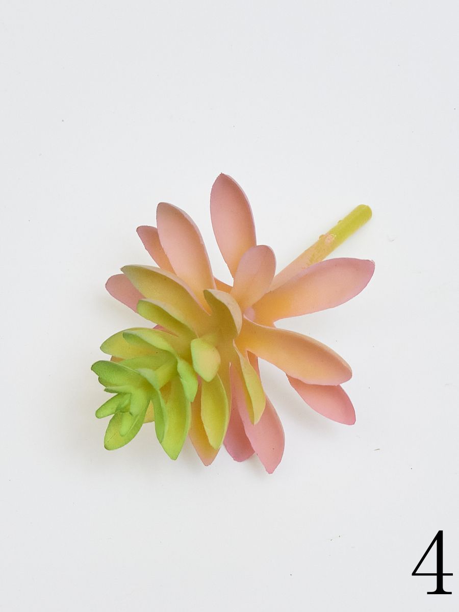 Суккулент 22KW730  Интернет-магазин Feron Flower 