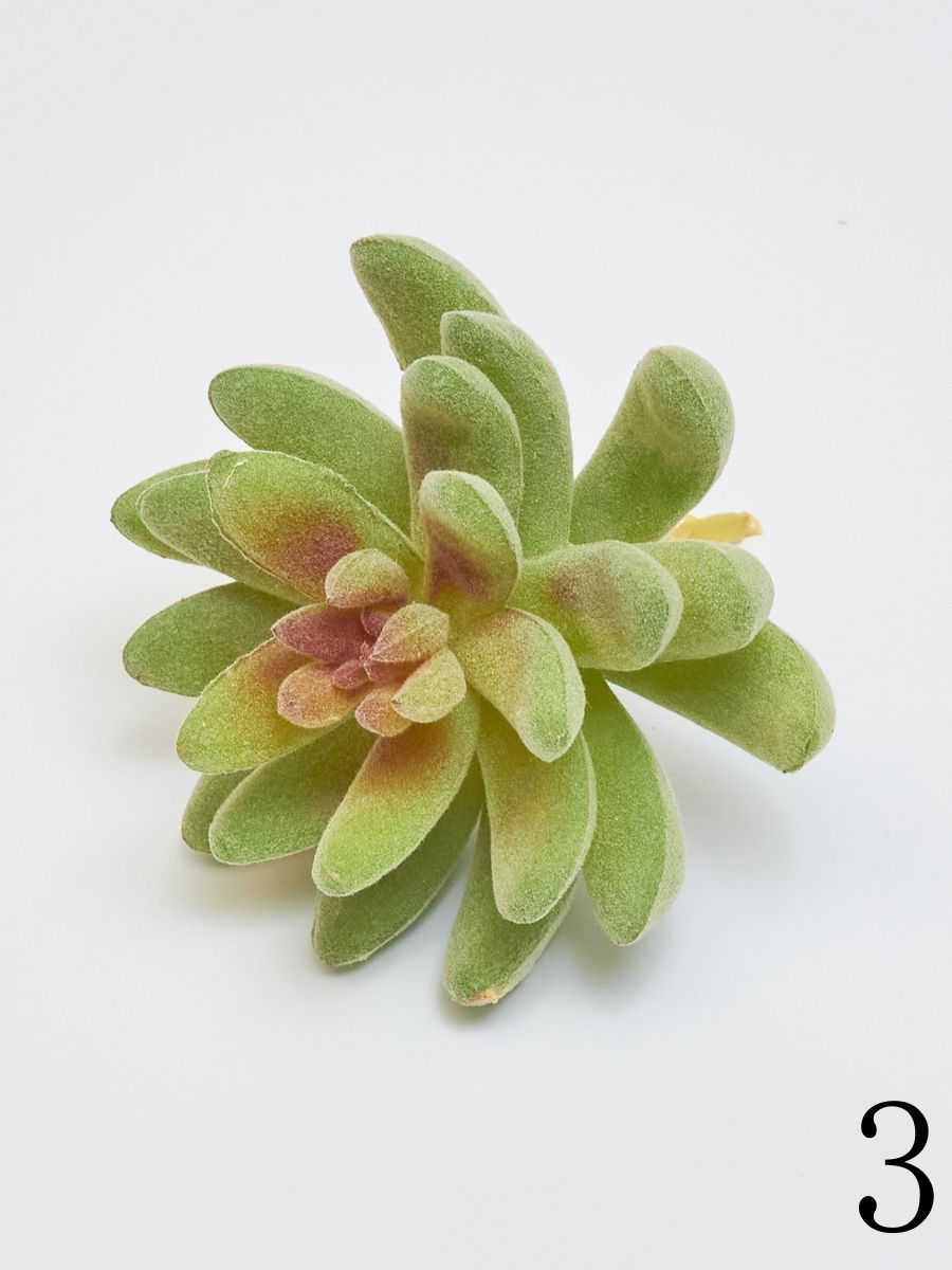 Суккулент YD236  Интернет-магазин Feron Flower 