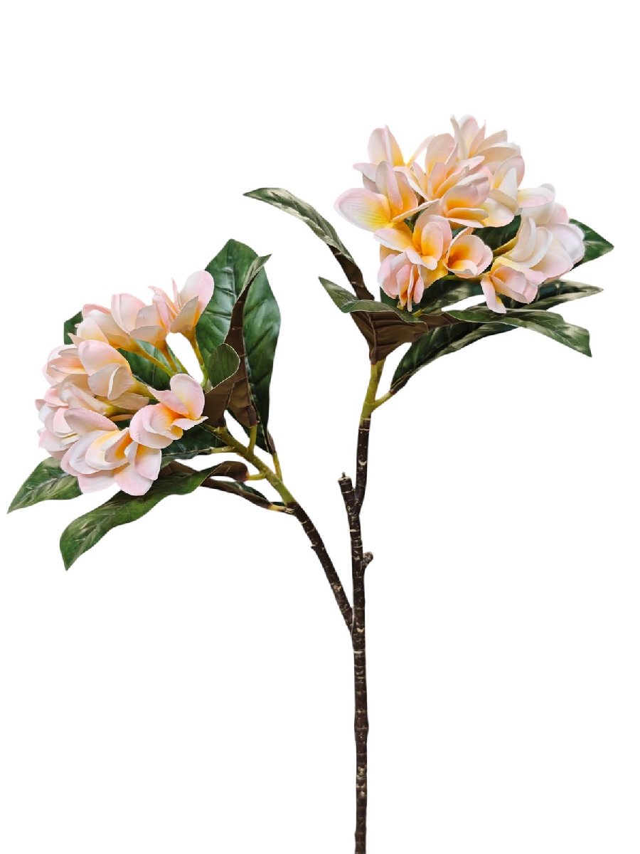 Плумерия MST19152  Интернет-магазин Feron Flower 