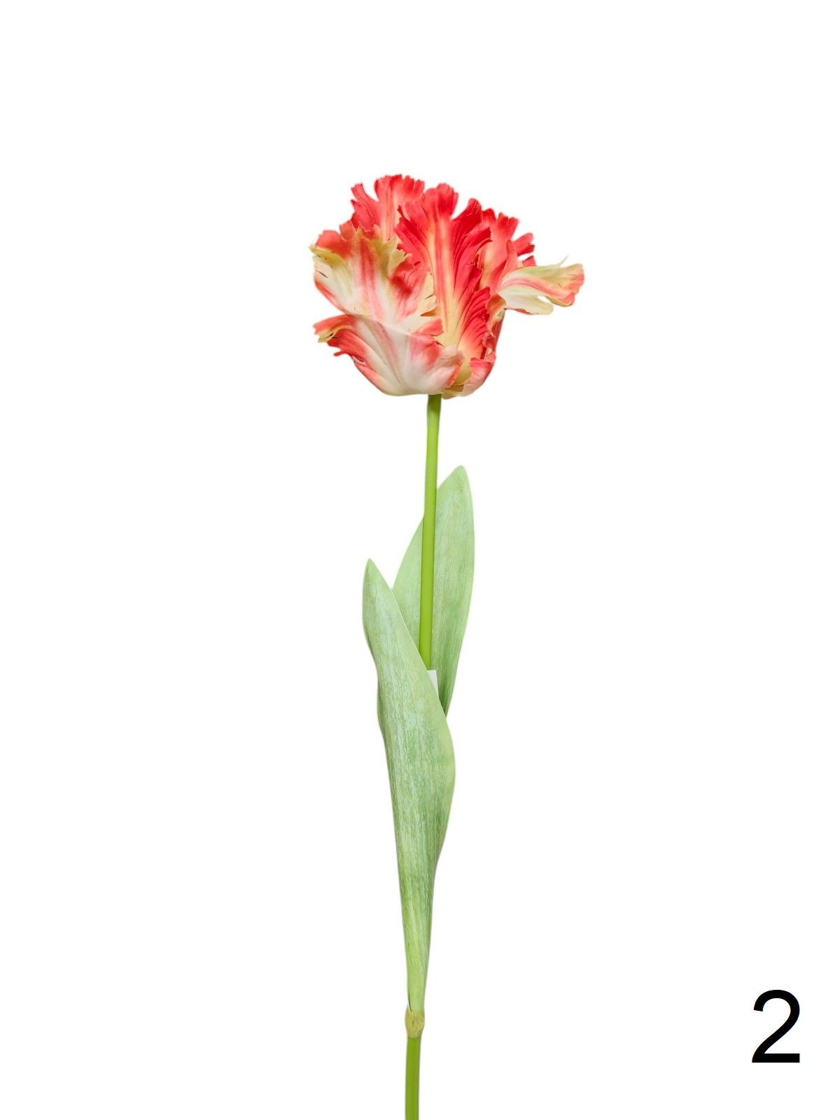 Тюльпан 9144-1324  Интернет-магазин Feron Flower 