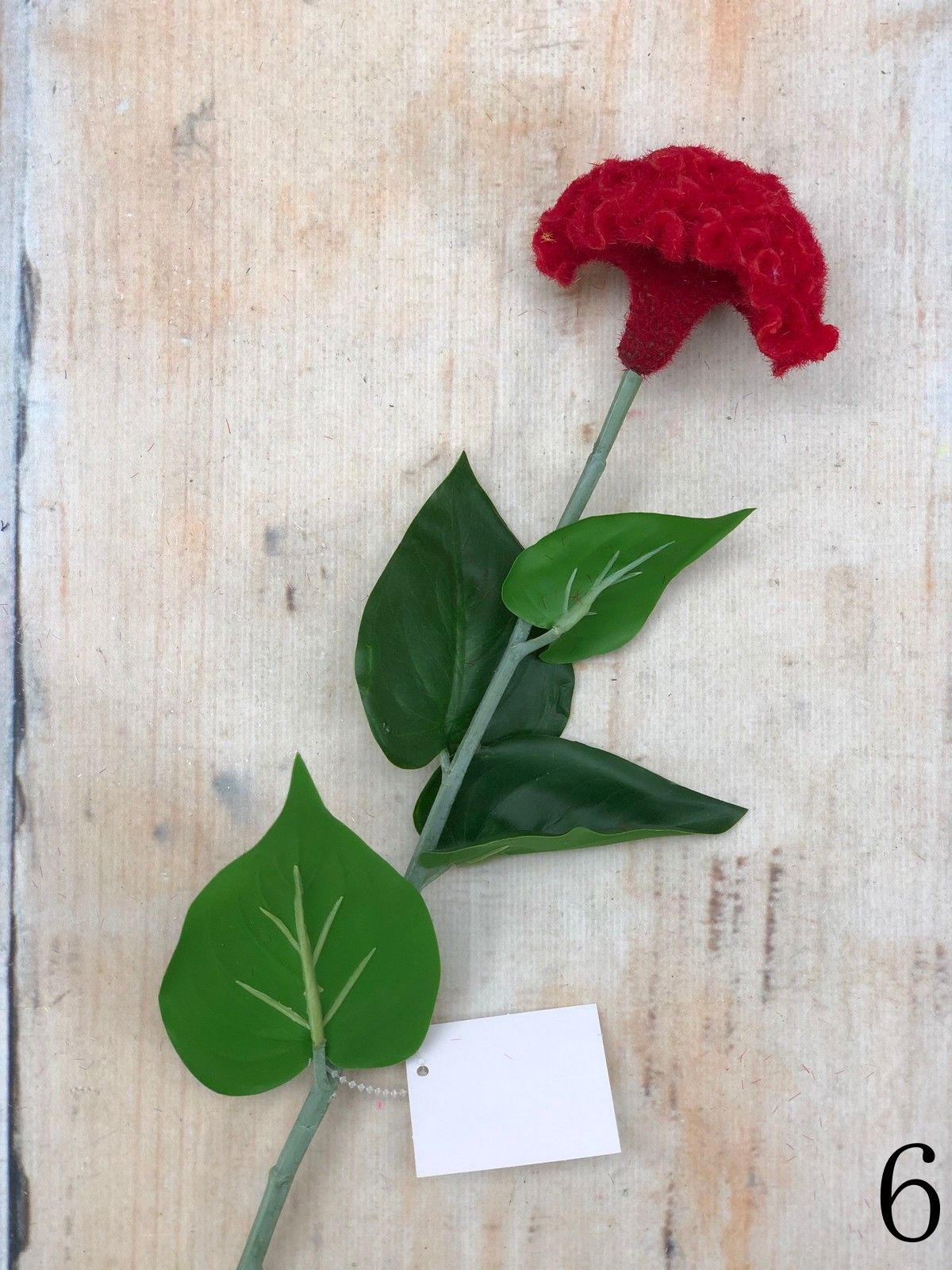 Целозия K03956  Интернет-магазин Feron Flower 